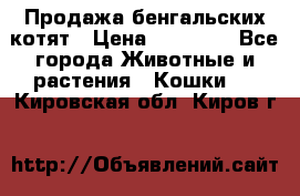 Продажа бенгальских котят › Цена ­ 20 000 - Все города Животные и растения » Кошки   . Кировская обл.,Киров г.